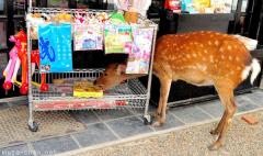 The very cute thief from Nara
