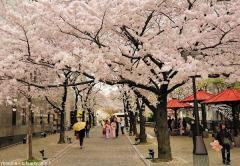 The Cherry blossoms wave, Sakura Zensen
