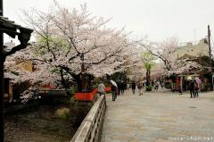 Popular cherry blossoms venues, Shirakawa-dori