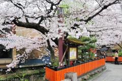 Cherry Blossom 2019 forecast