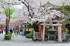 Sakura, sacred tree