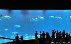 Tokyo Sea Life Park Aqua Theater