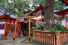 Shinto shrine sacred tree