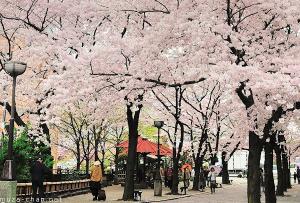 Cherry blossom forecast 2017