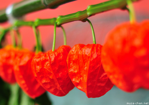 Hozuki Ichi (Chinese lantern plant fair)