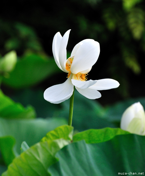 Lotus flowers at Tsurugaoka_Hachimangu Shrine Kamakura