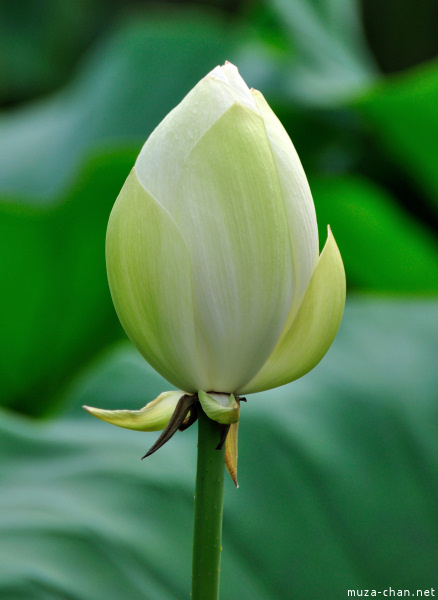 Lotus flowers at Tsurugaoka_Hachimangu Shrine Kamakura