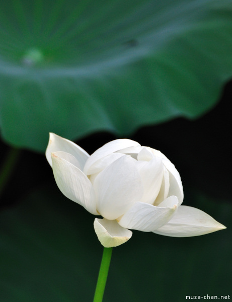 Lotus flowers at Tsurugaoka_Hachimangu Shrine Kamakura