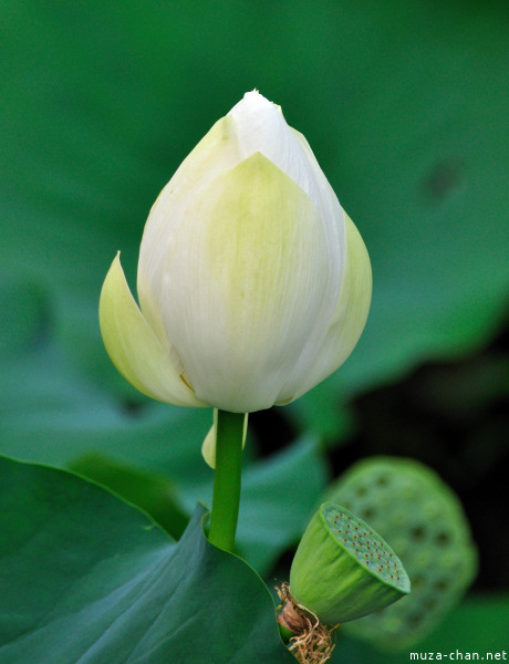 Lotus flowers at Tsurugaoka_Hachimangu Shrine Kamakura