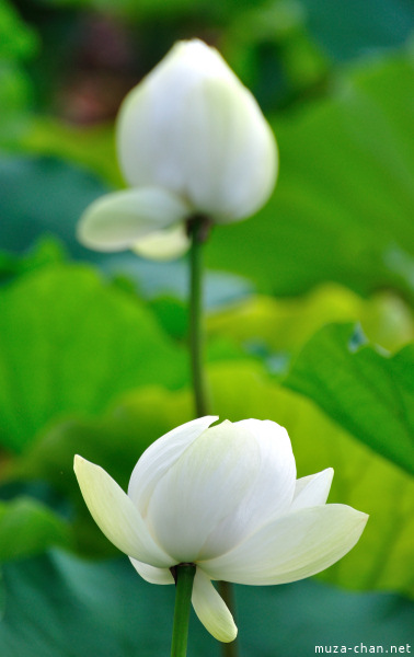 Lotus flowers at Tsurugaoka_Hachimangu Shrine Kamakura