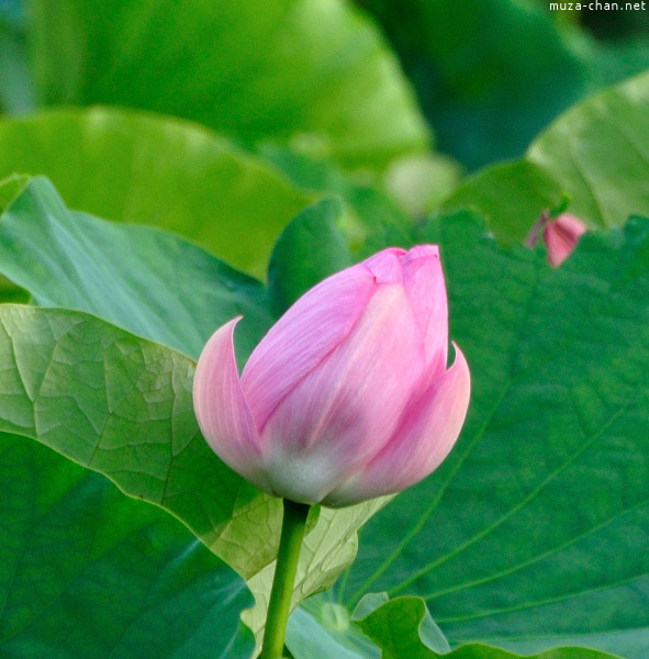 Lotus flowers at Tsurugaoka_Hachimangu Shrine Kamakura