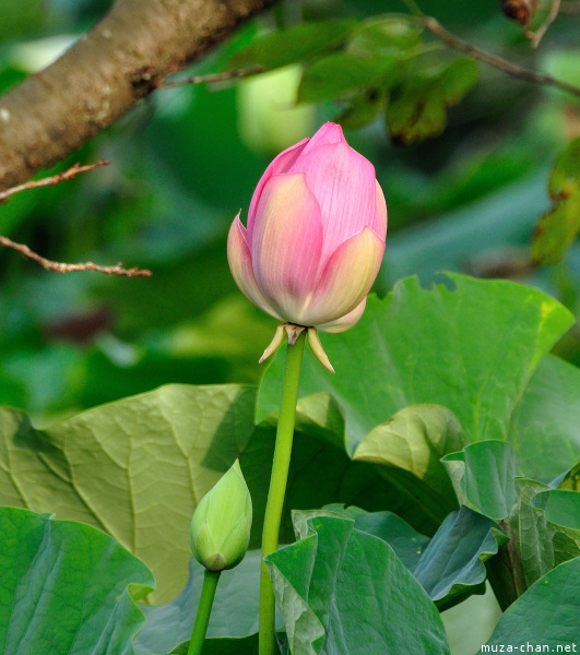 Lotus flowers at Tsurugaoka_Hachimangu Shrine Kamakura