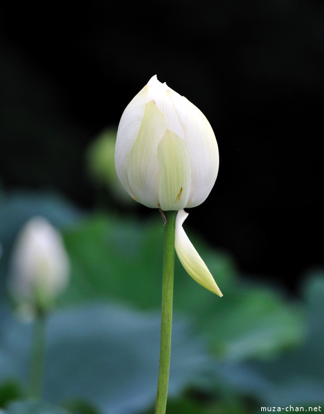 Lotus flowers at Tsurugaoka_Hachimangu Shrine Kamakura