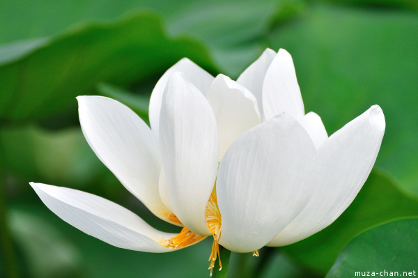 Lotus flowers at Tsurugaoka_Hachimangu Shrine Kamakura