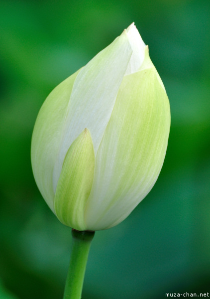 Lotus flowers at Tsurugaoka_Hachimangu Shrine Kamakura