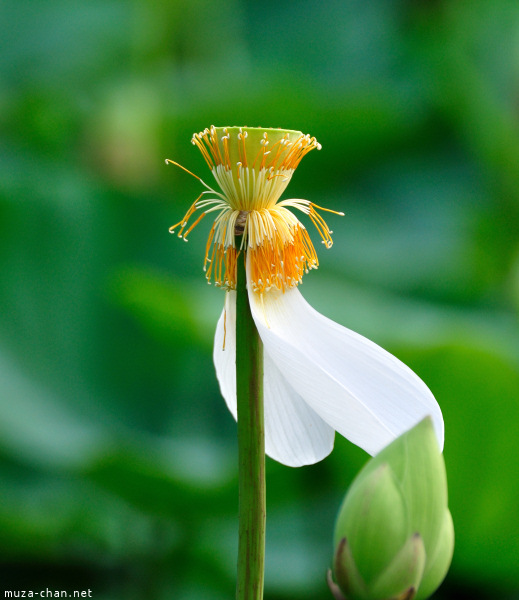 Lotus flowers at Tsurugaoka_Hachimangu Shrine Kamakura