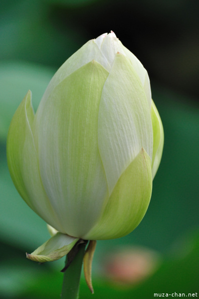 Lotus flowers at Tsurugaoka_Hachimangu Shrine Kamakura