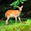 Deer at Mausoleum Rinno-ji Taiyuin