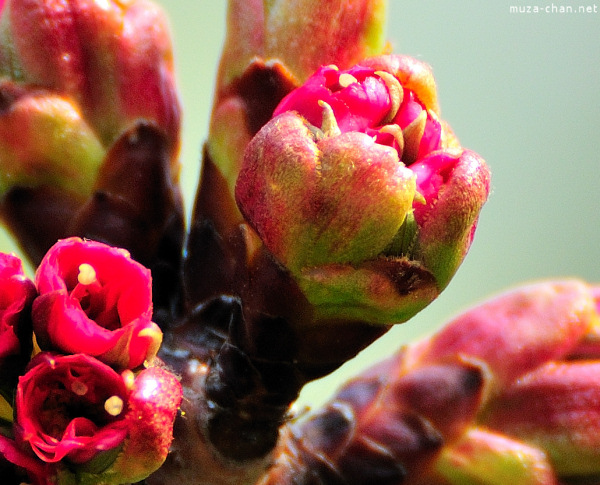 Sakura bud