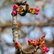 Sakura buds at Bucharest Botanical Garden