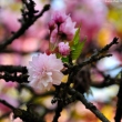 Sakura at Bucharest Botanical Garden