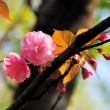 Sakura at Bucharest Botanical Garden