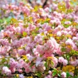 Sakura at Bucharest Botanical Garden 