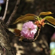 Sakura at Bucharest Botanical Garden 