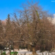 Sakura in winter at Bucharest Botanical Garden