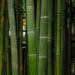 Bamboo at Hato Mori Hachiman Shrine 