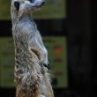 zoo-ueno-suricata-1.jpg