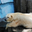 zoo-ueno-urs-polar.jpg