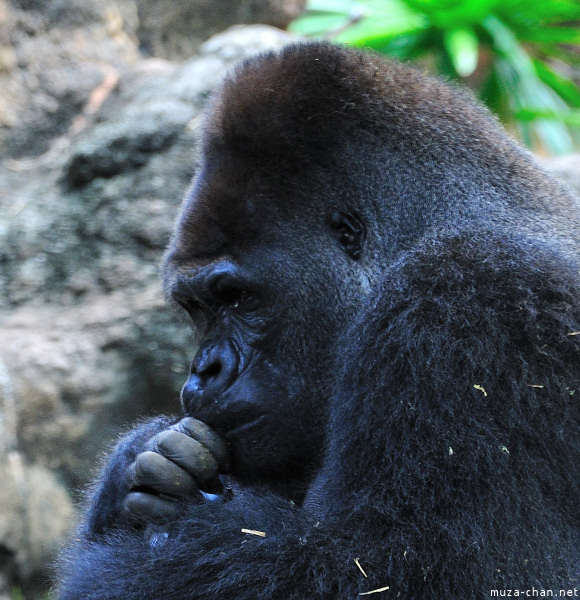 Ueno Zoo Gorilla