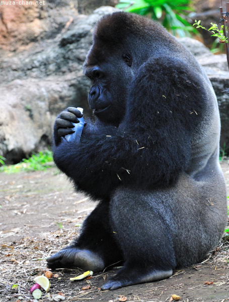 Ueno Zoo Gorilla
